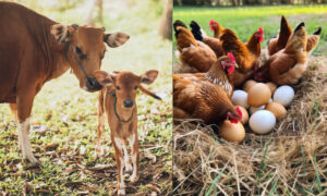 Animal Health